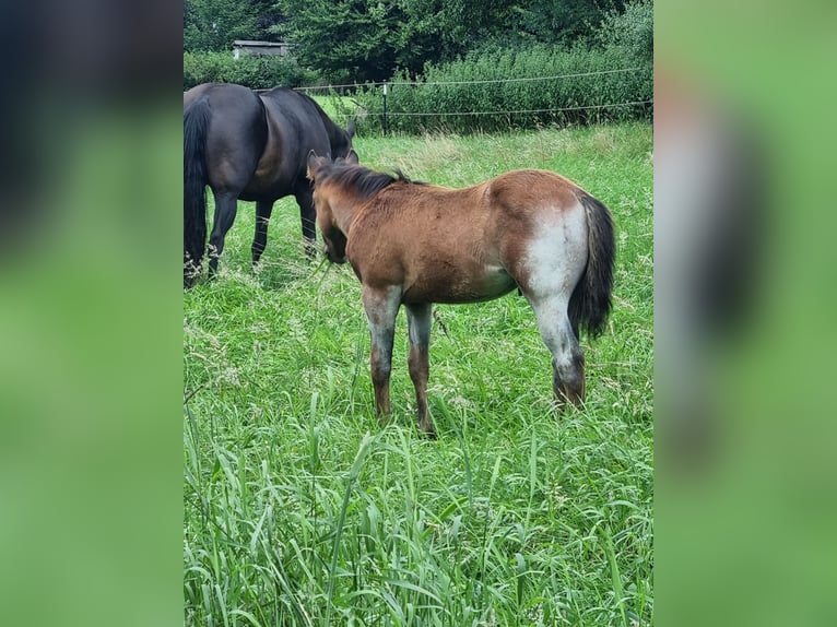 American Quarter Horse Stallone Puledri (04/2025) Baio roano in Alt Duvenstedt