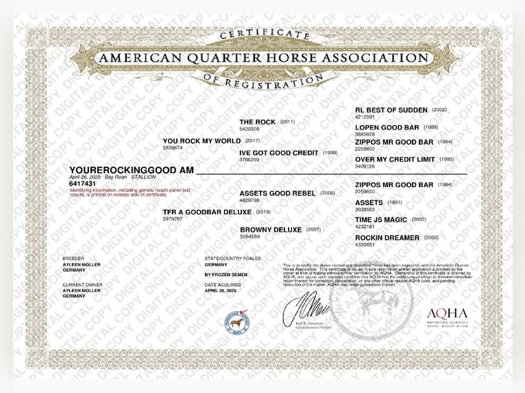 American Quarter Horse Stallone Puledri (04/2025) Baio roano in Alt Duvenstedt American Quarter Horse Stallone Puledri (04/2025) Baio roano in Alt Duvenstedt