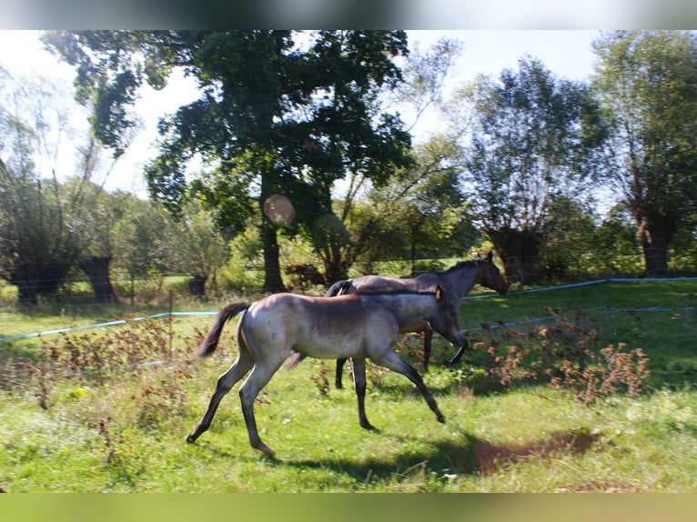American Quarter Horse Stallone Puledri (05/2026) Baio roano in Delitzsch