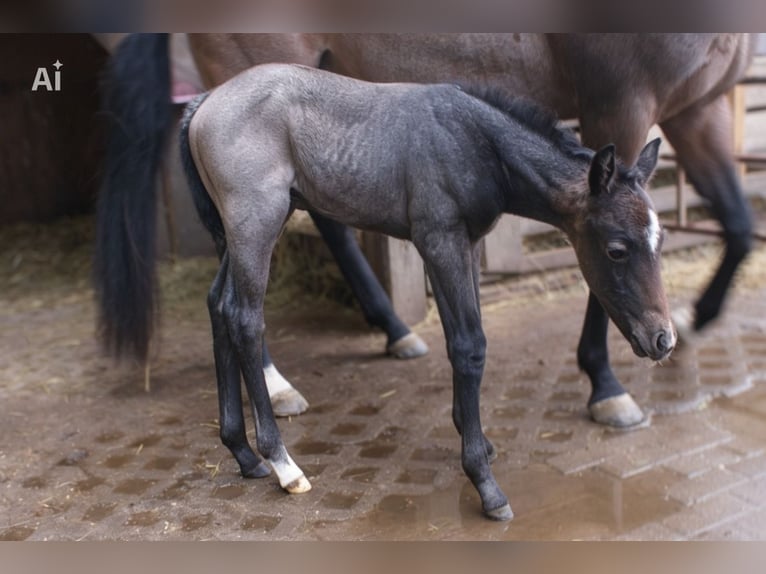 American Quarter Horse Stallone Puledri (05/2026) Baio roano in Delitzsch