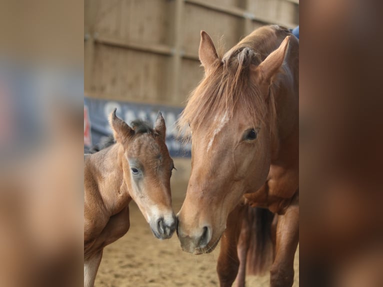 American Quarter Horse Stallone  Baio scuro in Ebern