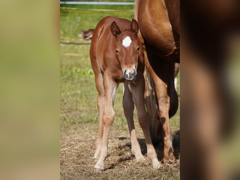 American Quarter Horse Stallone  Baio scuro in Deutschnofen
