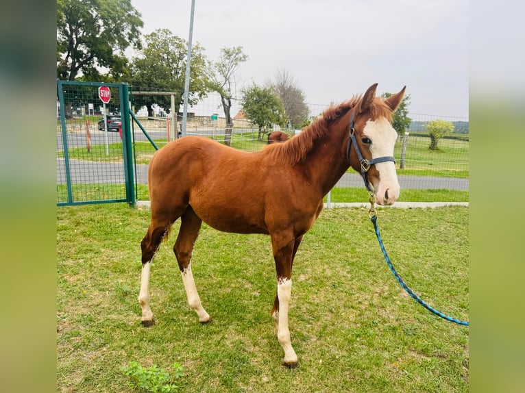 American Quarter Horse Stallone Puledri (06/2025) in Horitschon
