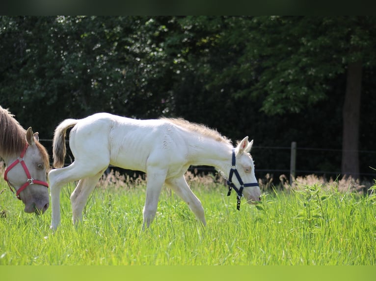 American Quarter Horse Stallone Puledri (05/2026) Champagne in StabroekStabroek
