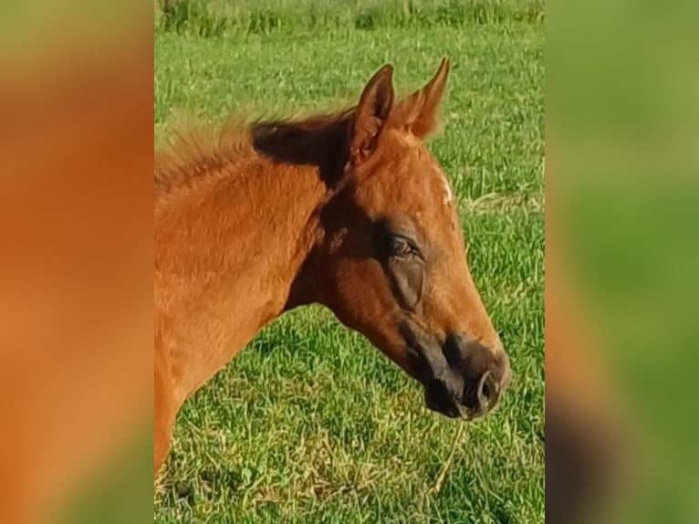 American Quarter Horse Stallone Puledri (04/2025) in Clausthal-Zellerfeld