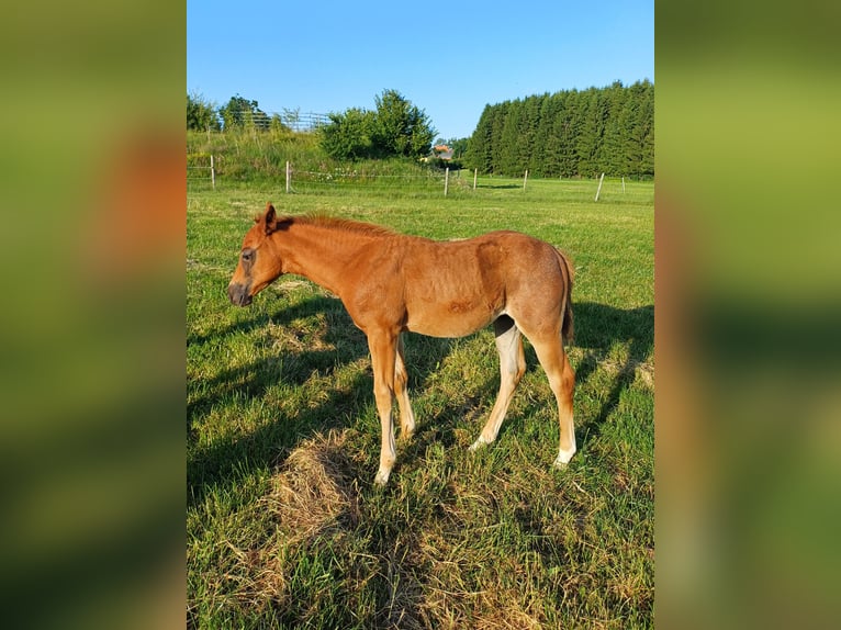 American Quarter Horse Stallone Puledri (04/2025) in Clausthal-Zellerfeld