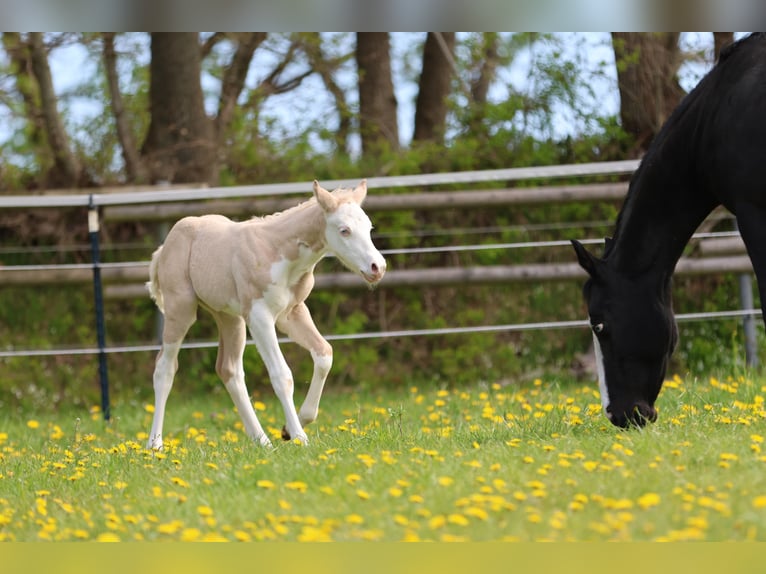 American Quarter Horse Stallone Puledri (04/2026) Dunalino in Alt Duvenstedt