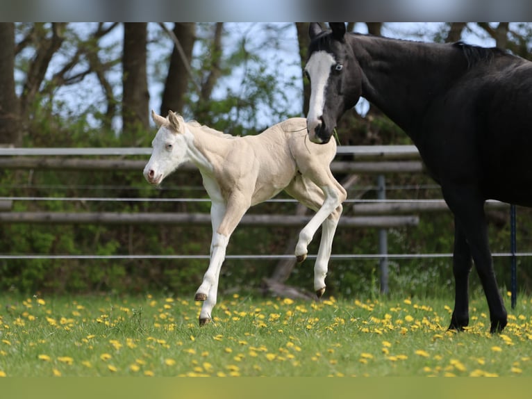 American Quarter Horse Stallone Puledri (04/2026) Dunalino in Alt Duvenstedt