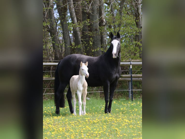 American Quarter Horse Stallone Puledri (04/2026) Dunalino in Alt Duvenstedt