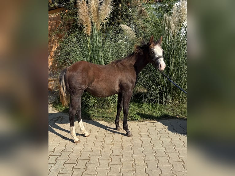 American Quarter Horse Stallone Puledri (03/2025) Grigio in 8272 zdole American Quarter Horse Stallone Puledri (03/2025) Grigio in 8272 zdole