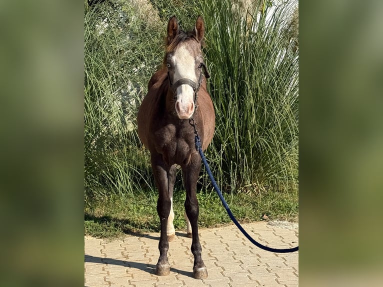 American Quarter Horse Stallone Puledri (03/2025) Grigio in 8272 zdole American Quarter Horse Stallone Puledri (03/2025) Grigio in 8272 zdole