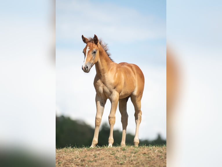 American Quarter Horse Stallone Puledri (01/2026) Grigio rossastro in Heiligenbrunn