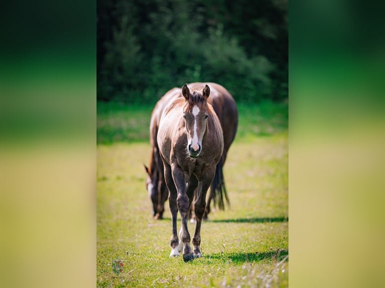 American Quarter Horse Stallone Puledri (01/2026) Leardo in Kirchberg am Wechsel