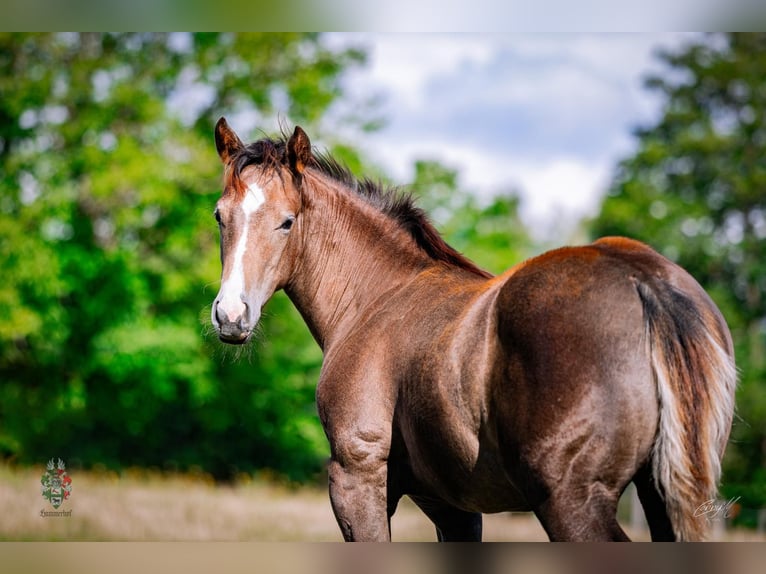 American Quarter Horse Stallone Puledri (01/2026) Leardo in Kirchberg am Wechsel