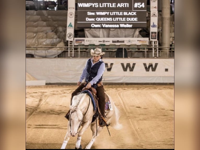 American Quarter Horse Stallone Puledri (05/2024) in Mehren