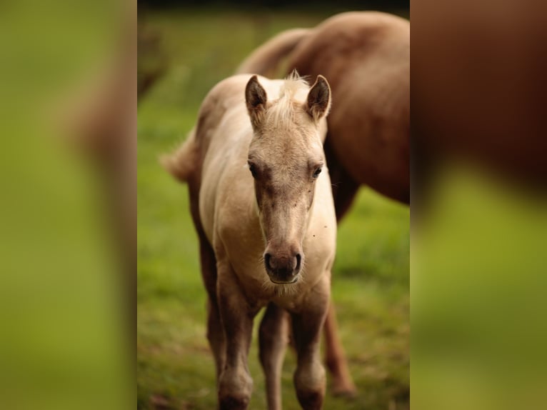 American Quarter Horse Stallone Puledri (05/2024) in Mehren