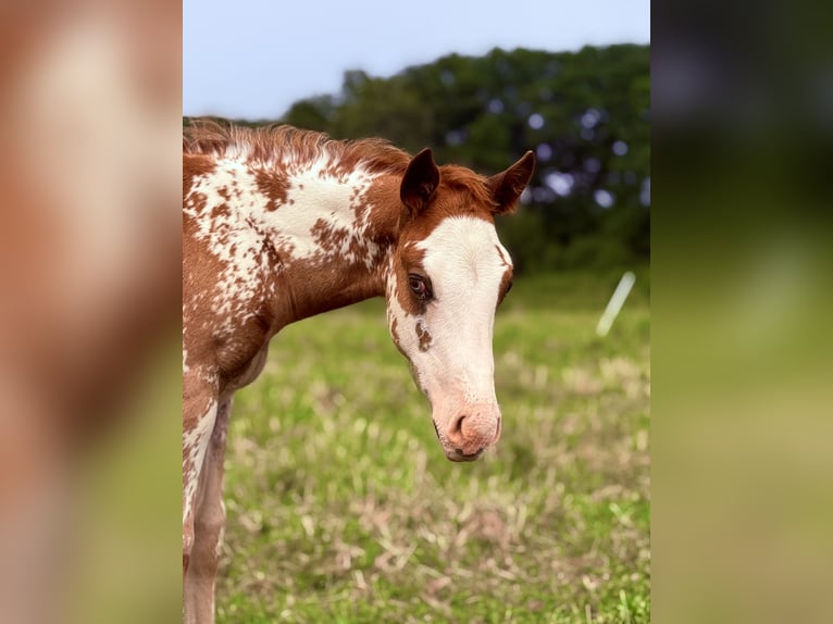 American Quarter Horse Stallone Puledri (05/2025) Overo-tutti i colori in Zabrze