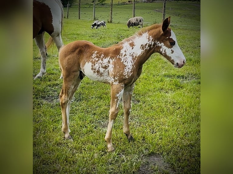 American Quarter Horse Stallone Puledri (05/2025) Overo-tutti i colori in Zabrze
