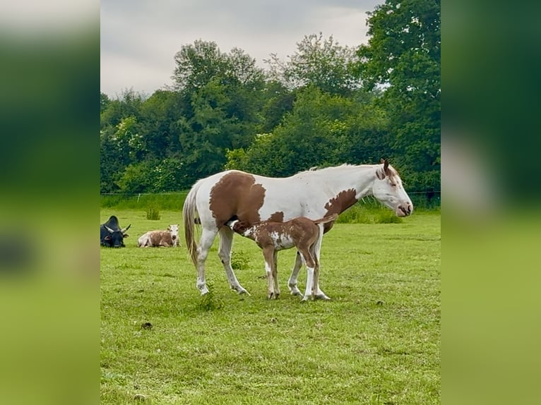 American Quarter Horse Stallone Puledri (05/2025) Overo-tutti i colori in Zabrze