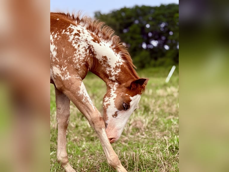 American Quarter Horse Stallone Puledri (05/2025) Overo-tutti i colori in Zabrze
