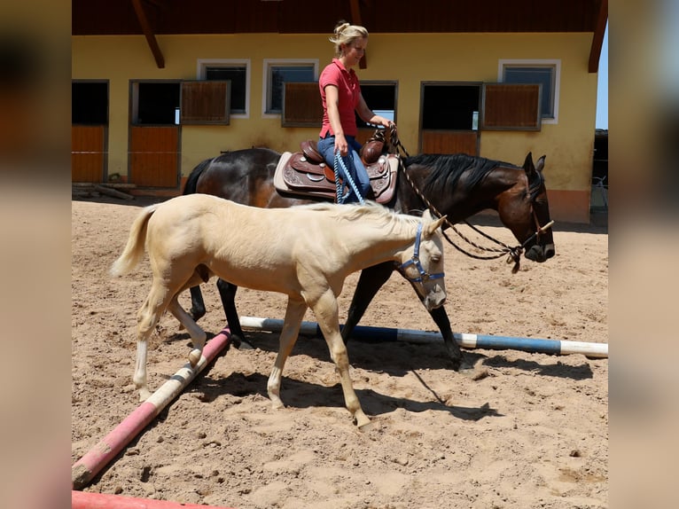 American Quarter Horse Stallone  Palomino in Schlammersdorf
