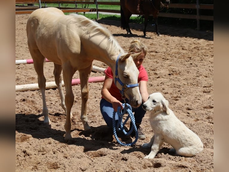American Quarter Horse Stallone  Palomino in Schlammersdorf
