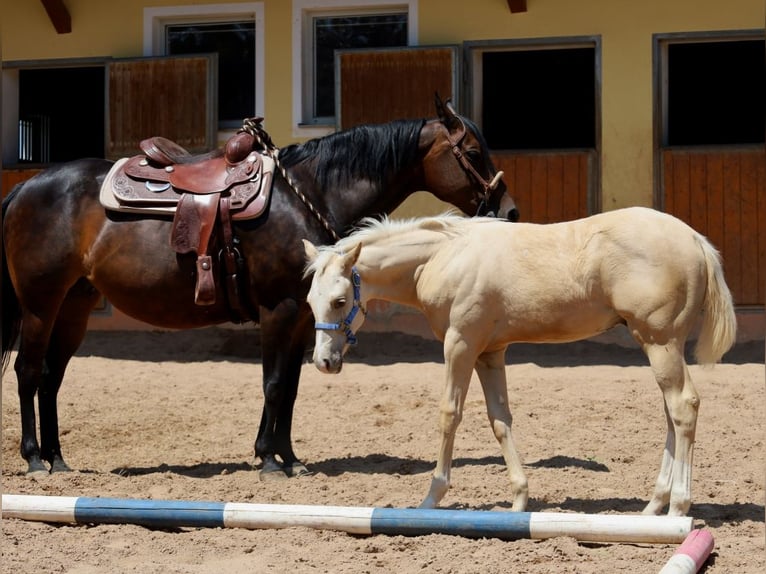 American Quarter Horse Stallone  Palomino in Schlammersdorf