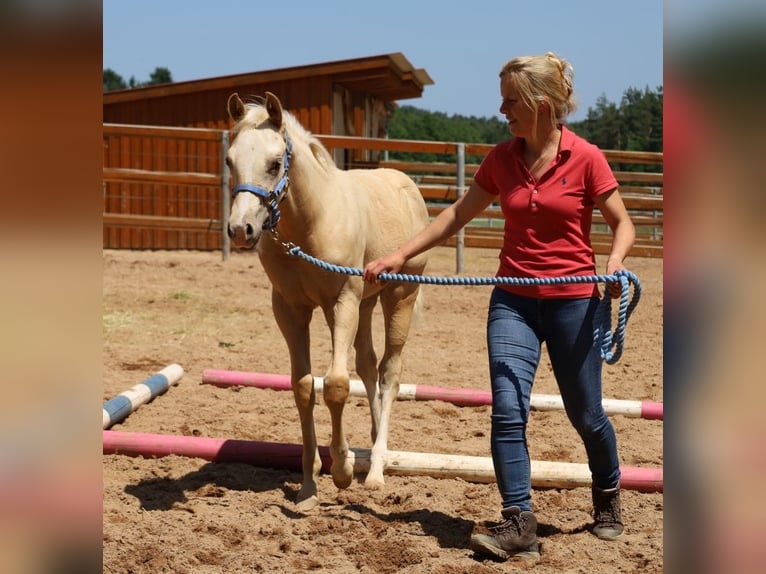 American Quarter Horse Stallone  Palomino in Schlammersdorf