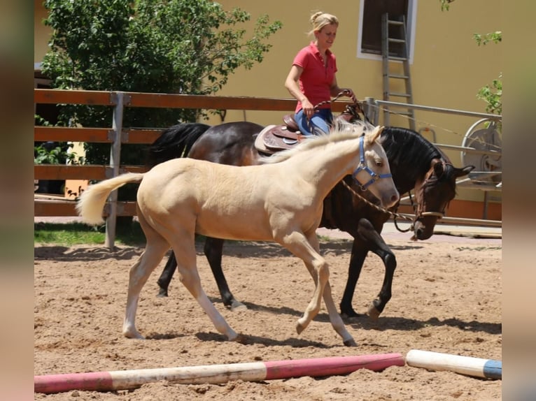 American Quarter Horse Stallone  Palomino in Schlammersdorf