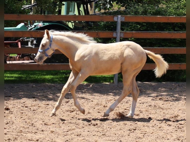 American Quarter Horse Stallone  Palomino in Schlammersdorf