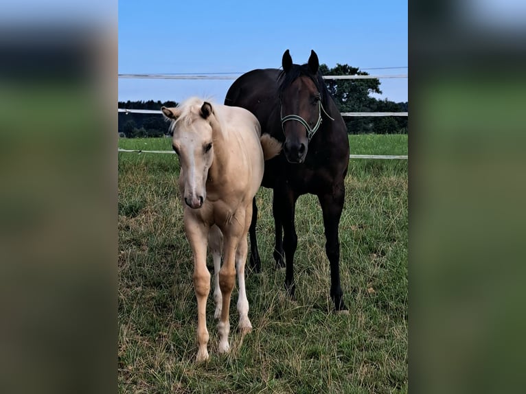 American Quarter Horse Stallone Puledri (02/2025) Palomino in Schlammersdorf