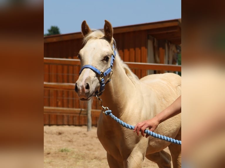 American Quarter Horse Stallone  Palomino in Schlammersdorf