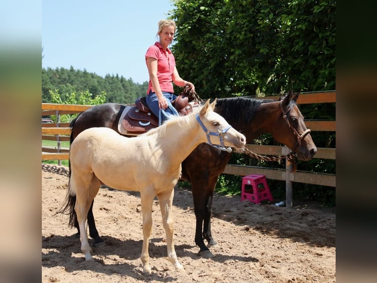 American Quarter Horse Stallone  Palomino in Schlammersdorf