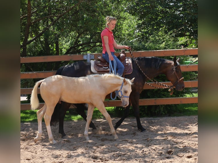 American Quarter Horse Stallone  Palomino in Schlammersdorf
