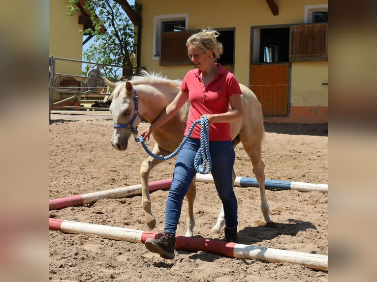 American Quarter Horse Stallone  Palomino in Schlammersdorf