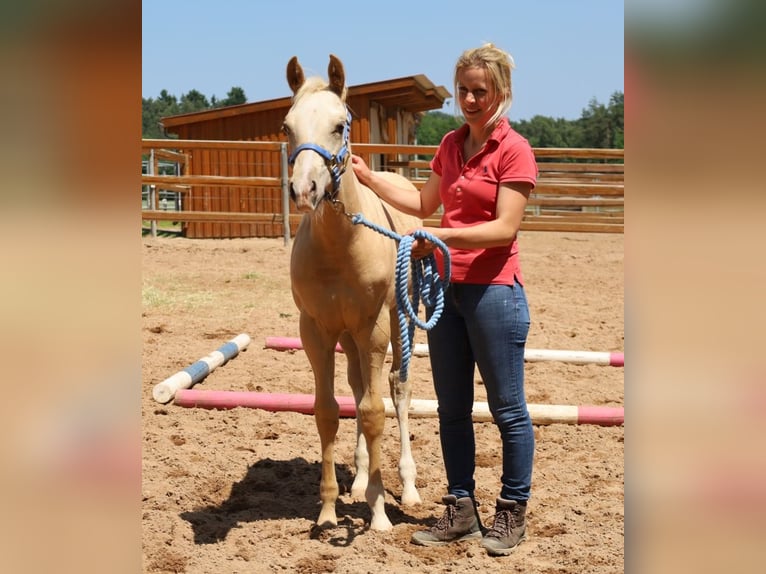 American Quarter Horse Stallone  Palomino in Schlammersdorf