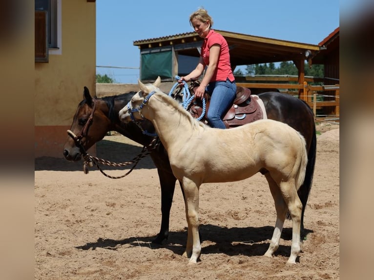 American Quarter Horse Stallone  Palomino in Schlammersdorf