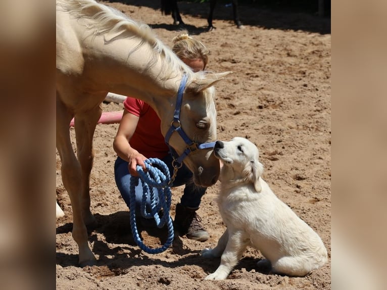 American Quarter Horse Stallone  Palomino in Schlammersdorf