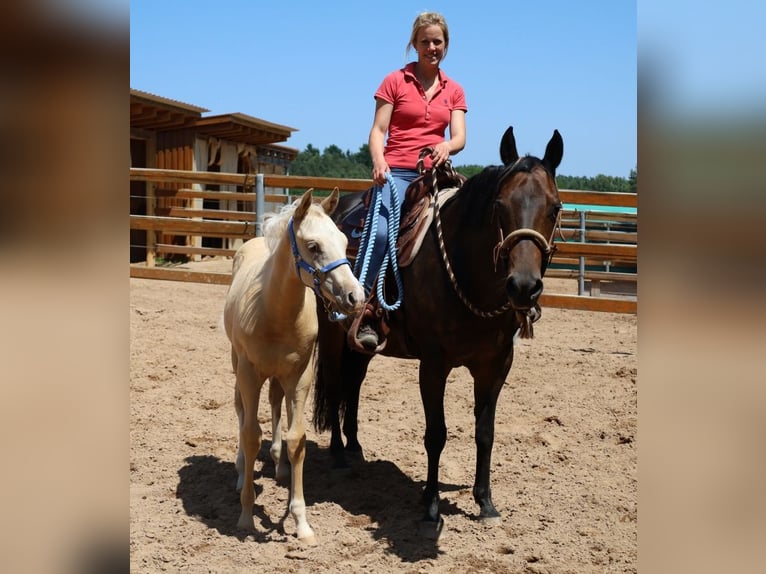 American Quarter Horse Stallone  Palomino in Schlammersdorf