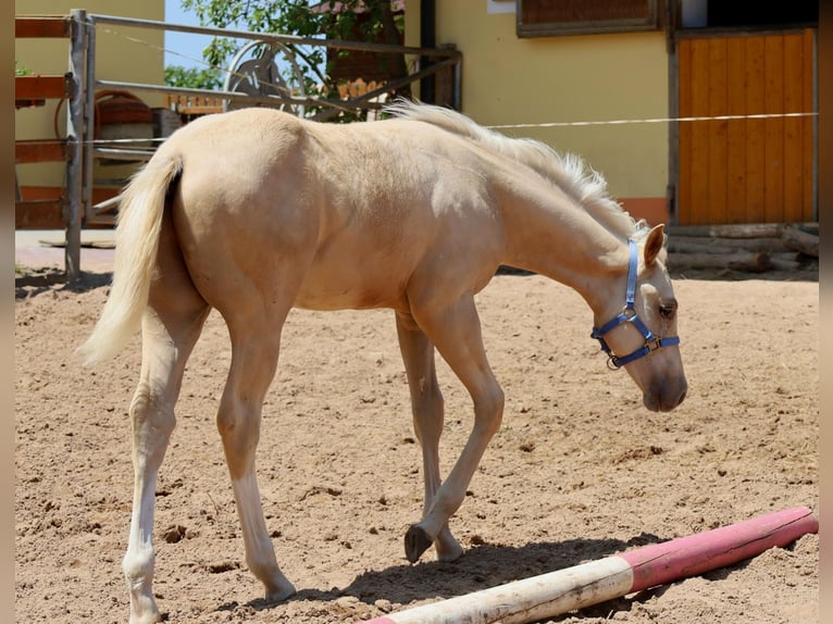 American Quarter Horse Stallone  Palomino in Schlammersdorf