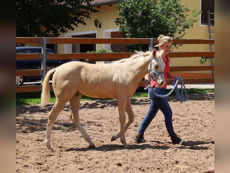 American Quarter Horse Stallone  Palomino in Schlammersdorf