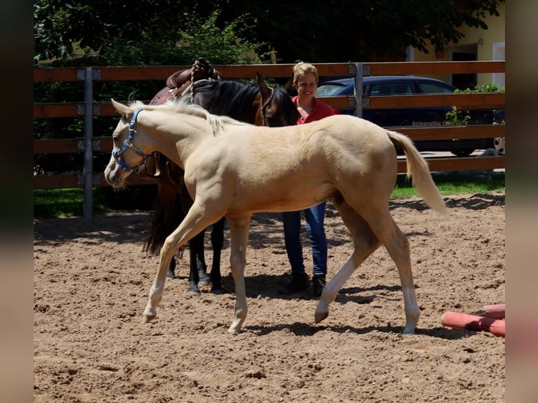 American Quarter Horse Stallone  Palomino in Schlammersdorf