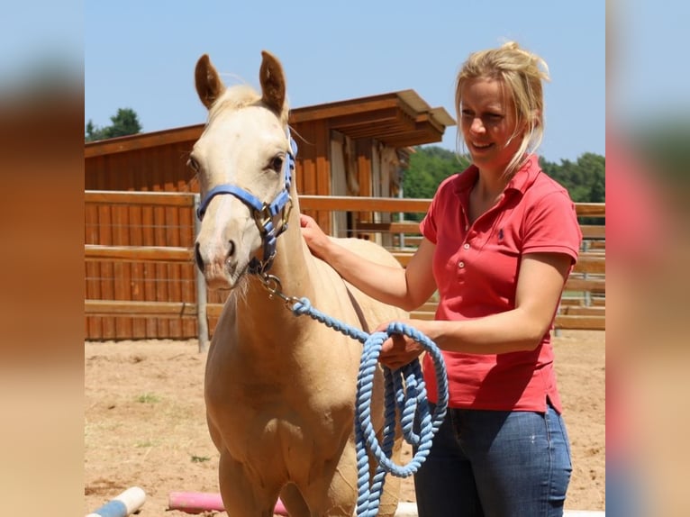 American Quarter Horse Stallone  Palomino in Schlammersdorf