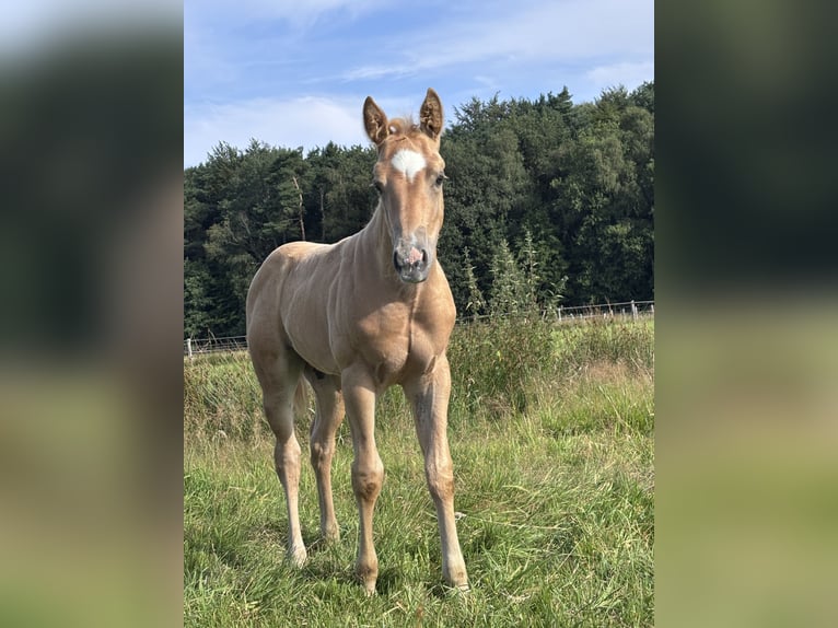 American Quarter Horse Stallone Puledri (06/2026) Palomino in Hagen im BremischenHagen im Bremischen