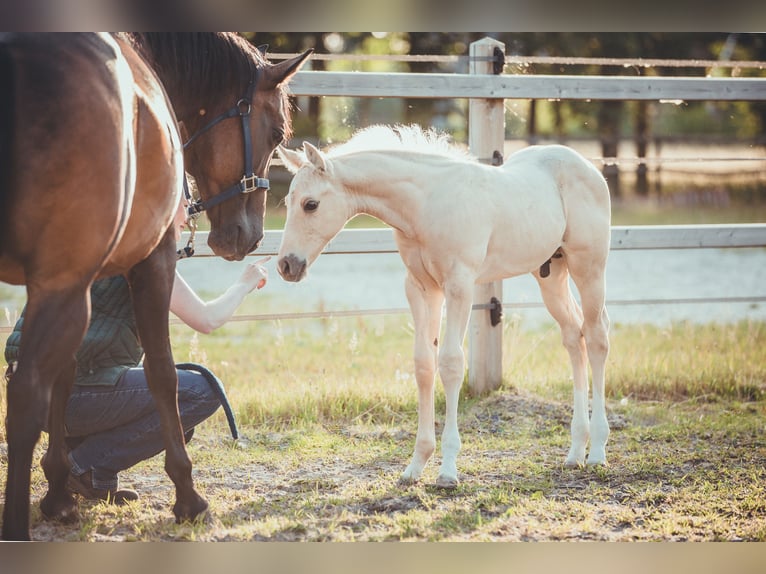 American Quarter Horse Stallone Puledri (05/2025) Palomino in Rheine