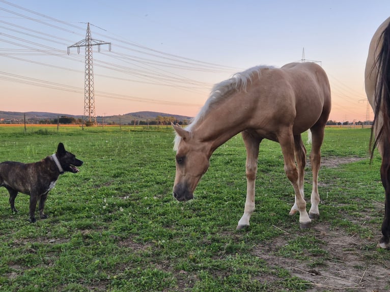 American Quarter Horse Stallone Puledri (06/2025) Palomino in Buggingen