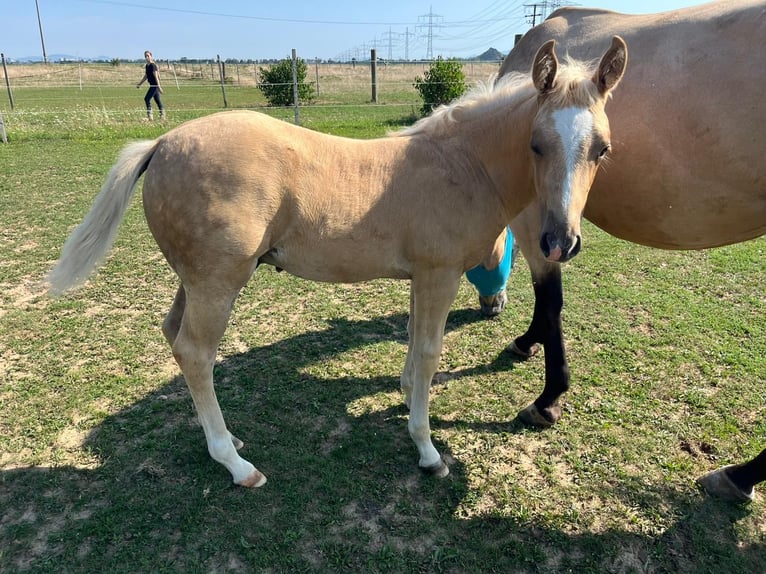 American Quarter Horse Stallone Puledri (06/2025) Palomino in Buggingen