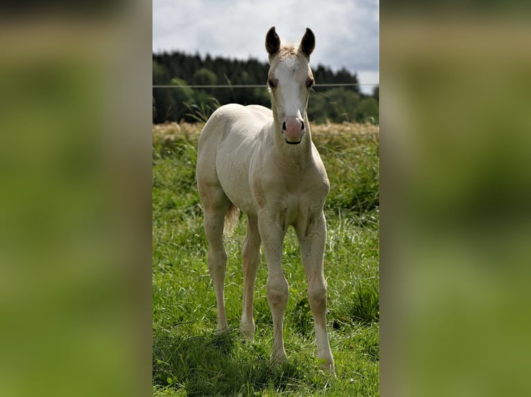 American Quarter Horse Stallone Puledri
 (04/2024) Palomino in Biberach an der Riß