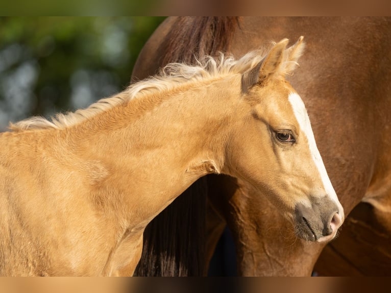 American Quarter Horse Stallone Puledri (01/2026) Palomino in Tollebeek