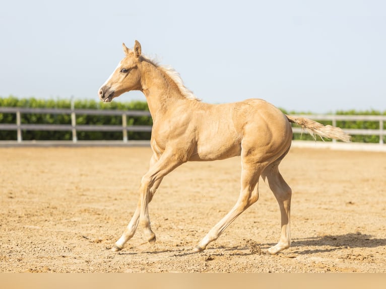 American Quarter Horse Stallone Puledri (01/2026) Palomino in Tollebeek